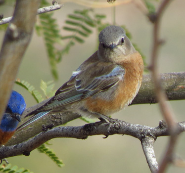 Western Bluebird female Sabino 1_9_2014